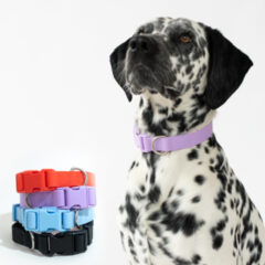 Springer Large Dog Collar - CLRL-_main-image