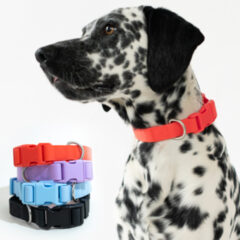 Springer Medium Dog Collar - CLRM-_main-image